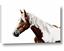 Picture of Spotted Horse
