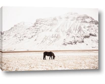 Picture of Horse in Field