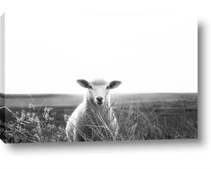 Picture of Field Sheep