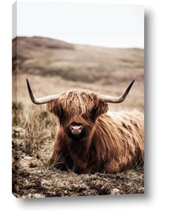Picture of Furry Brown Cow
