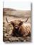 Picture of Furry Brown Cow