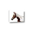 Picture of Spotted Horse _GroupedProduct_Rectangle_Landscape_Photography _GroupedProduct_Rectangle_Landscape_Canvas_