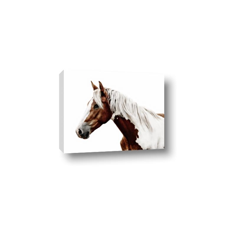 Picture of Spotted Horse _GroupedProduct_Rectangle_Landscape_Photography _GroupedProduct_Rectangle_Landscape_Canvas_