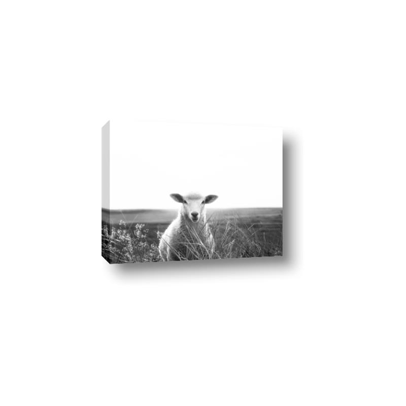 Picture of Field Sheep  _GroupedProduct_Rectangle_Landscape_Photography _GroupedProduct_Rectangle_Landscape_Canvas_