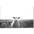 Picture of Field Sheep  _GroupedProduct_Rectangle_Landscape_Photography _GroupedProduct_Rectangle_Landscape_Canvas_