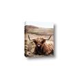 Picture of Furry Brown Cow _GroupedProduct_Rectangle_Portrait_Photography _GroupedProduct_Rectangle_Portrait_Canvas_