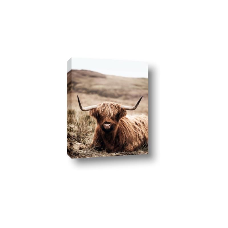 Picture of Furry Brown Cow _GroupedProduct_Rectangle_Portrait_Photography _GroupedProduct_Rectangle_Portrait_Canvas_