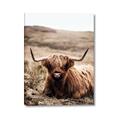 Picture of Furry Brown Cow _GroupedProduct_Rectangle_Portrait_Photography _GroupedProduct_Rectangle_Portrait_Canvas_