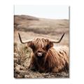 Picture of Furry Brown Cow _GroupedProduct_Rectangle_Portrait_Photography _GroupedProduct_Rectangle_Portrait_Canvas_