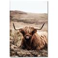 Picture of Furry Brown Cow _GroupedProduct_Rectangle_Portrait_Photography _GroupedProduct_Rectangle_Portrait_Canvas_