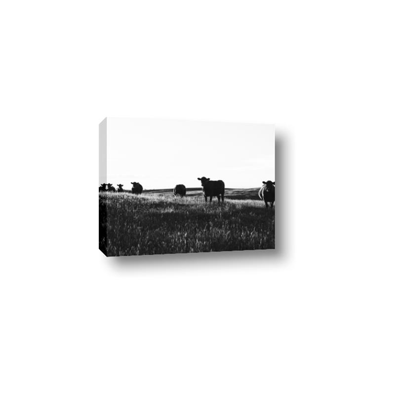 Picture of Cow Field  _GroupedProduct_Rectangle_Landscape_Photography _GroupedProduct_Rectangle_Landscape_Canvas_