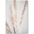 Picture of Whispy Pampas _GroupedProduct_Rectangle_Portrait_Photography _GroupedProduct_Rectangle_Portrait_Canvas_