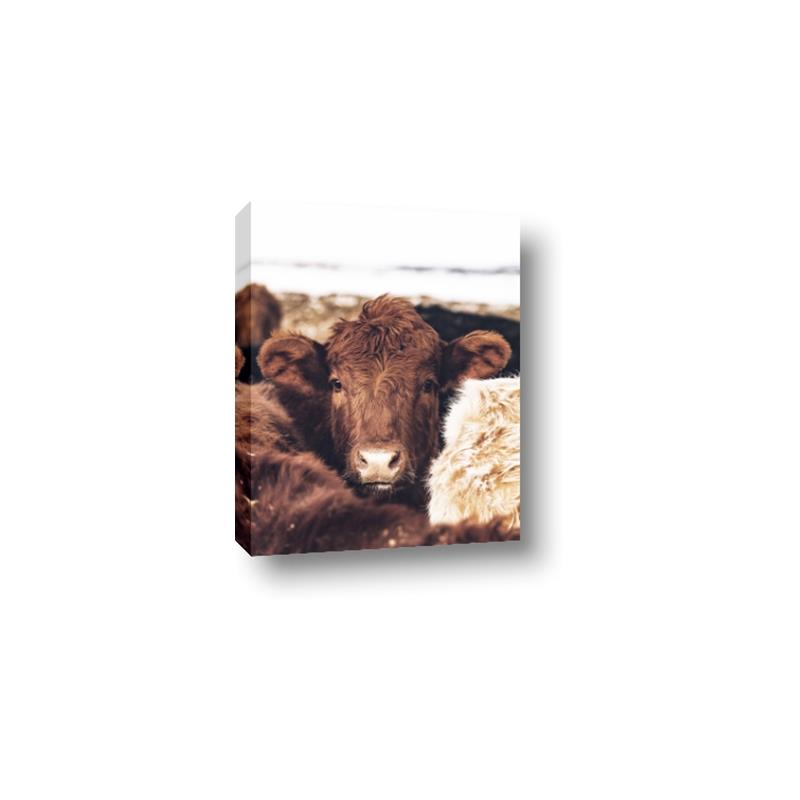 Picture of Snuggled Highland _GroupedProduct_Rectangle_Portrait_Photography _GroupedProduct_Rectangle_Portrait_Canvas_