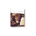 Picture of Snuggled Highland _GroupedProduct_Rectangle_Portrait_Photography _GroupedProduct_Rectangle_Portrait_Canvas_