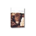 Picture of Snuggled Highland _GroupedProduct_Rectangle_Portrait_Photography _GroupedProduct_Rectangle_Portrait_Canvas_
