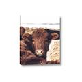 Picture of Snuggled Highland _GroupedProduct_Rectangle_Portrait_Photography _GroupedProduct_Rectangle_Portrait_Canvas_