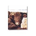 Picture of Snuggled Highland _GroupedProduct_Rectangle_Portrait_Photography _GroupedProduct_Rectangle_Portrait_Canvas_