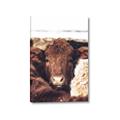 Picture of Snuggled Highland _GroupedProduct_Rectangle_Portrait_Photography _GroupedProduct_Rectangle_Portrait_Canvas_