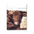 Picture of Snuggled Highland _GroupedProduct_Rectangle_Portrait_Photography _GroupedProduct_Rectangle_Portrait_Canvas_