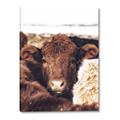 Picture of Snuggled Highland _GroupedProduct_Rectangle_Portrait_Photography _GroupedProduct_Rectangle_Portrait_Canvas_