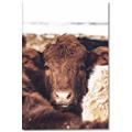 Picture of Snuggled Highland _GroupedProduct_Rectangle_Portrait_Photography _GroupedProduct_Rectangle_Portrait_Canvas_