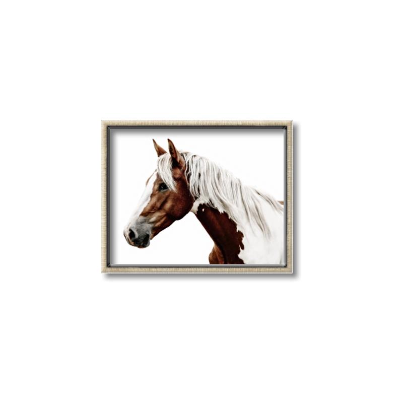 Picture of Spotted Horse _GroupedProduct_Rectangle_Landscape_Photography _GroupedProduct_Rectangle_Landscape_Canvas_Framed_