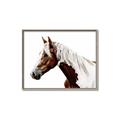 Picture of Spotted Horse _GroupedProduct_Rectangle_Landscape_Photography _GroupedProduct_Rectangle_Landscape_Canvas_Framed_