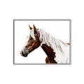 Picture of Spotted Horse _GroupedProduct_Rectangle_Landscape_Photography _GroupedProduct_Rectangle_Landscape_Canvas_Framed_