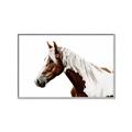 Picture of Spotted Horse _GroupedProduct_Rectangle_Landscape_Photography _GroupedProduct_Rectangle_Landscape_Canvas_Framed_