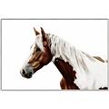 Picture of Spotted Horse _GroupedProduct_Rectangle_Landscape_Photography _GroupedProduct_Rectangle_Landscape_Canvas_Framed_