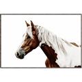 Picture of Spotted Horse _GroupedProduct_Rectangle_Landscape_Photography _GroupedProduct_Rectangle_Landscape_Canvas_Framed_