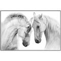 Picture of Face Off Horses _GroupedProduct_Rectangle_Landscape_Photography _GroupedProduct_Rectangle_Landscape_Canvas_Framed_