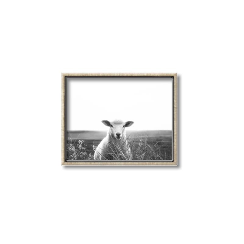 Picture of Field Sheep  _GroupedProduct_Rectangle_Landscape_Photography _GroupedProduct_Rectangle_Landscape_Canvas_Framed_