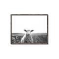 Picture of Field Sheep  _GroupedProduct_Rectangle_Landscape_Photography _GroupedProduct_Rectangle_Landscape_Canvas_Framed_