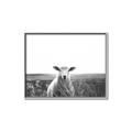 Picture of Field Sheep  _GroupedProduct_Rectangle_Landscape_Photography _GroupedProduct_Rectangle_Landscape_Canvas_Framed_