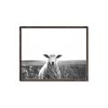 Picture of Field Sheep  _GroupedProduct_Rectangle_Landscape_Photography _GroupedProduct_Rectangle_Landscape_Canvas_Framed_