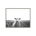Picture of Field Sheep  _GroupedProduct_Rectangle_Landscape_Photography _GroupedProduct_Rectangle_Landscape_Canvas_Framed_
