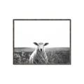 Picture of Field Sheep  _GroupedProduct_Rectangle_Landscape_Photography _GroupedProduct_Rectangle_Landscape_Canvas_Framed_