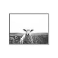 Picture of Field Sheep  _GroupedProduct_Rectangle_Landscape_Photography _GroupedProduct_Rectangle_Landscape_Canvas_Framed_