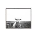 Picture of Field Sheep  _GroupedProduct_Rectangle_Landscape_Photography _GroupedProduct_Rectangle_Landscape_Canvas_Framed_