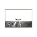 Picture of Field Sheep  _GroupedProduct_Rectangle_Landscape_Photography _GroupedProduct_Rectangle_Landscape_Canvas_Framed_
