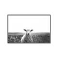 Picture of Field Sheep  _GroupedProduct_Rectangle_Landscape_Photography _GroupedProduct_Rectangle_Landscape_Canvas_Framed_