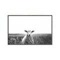 Picture of Field Sheep  _GroupedProduct_Rectangle_Landscape_Photography _GroupedProduct_Rectangle_Landscape_Canvas_Framed_