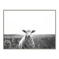 Picture of Field Sheep  _GroupedProduct_Rectangle_Landscape_Photography _GroupedProduct_Rectangle_Landscape_Canvas_Framed_