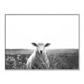 Picture of Field Sheep  _GroupedProduct_Rectangle_Landscape_Photography _GroupedProduct_Rectangle_Landscape_Canvas_Framed_