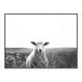 Picture of Field Sheep  _GroupedProduct_Rectangle_Landscape_Photography _GroupedProduct_Rectangle_Landscape_Canvas_Framed_