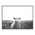 Picture of Field Sheep  _GroupedProduct_Rectangle_Landscape_Photography _GroupedProduct_Rectangle_Landscape_Canvas_Framed_