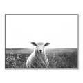 Picture of Field Sheep  _GroupedProduct_Rectangle_Landscape_Photography _GroupedProduct_Rectangle_Landscape_Canvas_Framed_