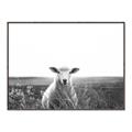 Picture of Field Sheep  _GroupedProduct_Rectangle_Landscape_Photography _GroupedProduct_Rectangle_Landscape_Canvas_Framed_
