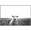 Picture of Field Sheep  _GroupedProduct_Rectangle_Landscape_Photography _GroupedProduct_Rectangle_Landscape_Canvas_Framed_